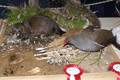 2010-gallinula